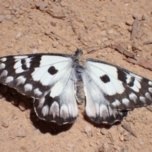 Delias aganippe at Rendezvous Creek, ACT - 23 Oct 2023 12:04 PM