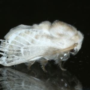 Doratifera pinguis at Ainslie, ACT - 17 Oct 2023