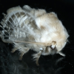 Doratifera pinguis at Ainslie, ACT - 17 Oct 2023