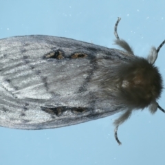 Leptocneria reducta (White cedar moth) at Ainslie, ACT - 18 Oct 2023 by jb2602