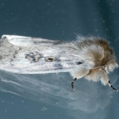 Leptocneria reducta at Ainslie, ACT - 18 Oct 2023