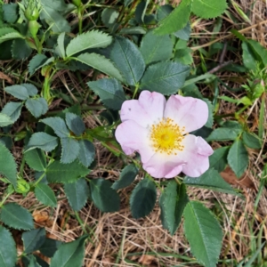 Rosa canina at Majura, ACT - 23 Oct 2023