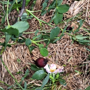 Rosa canina at Majura, ACT - 23 Oct 2023 11:22 AM