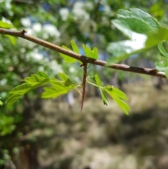 Crataegus monogyna (Hawthorn) at Tinderry, NSW - 23 Oct 2023 by danswell