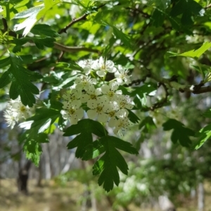 Crataegus monogyna at Tinderry, NSW - 23 Oct 2023