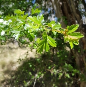 Crataegus monogyna at Tinderry, NSW - 23 Oct 2023