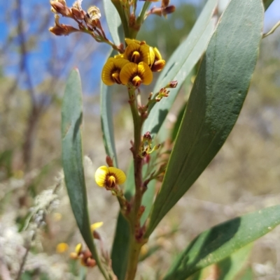 Daviesia mimosoides subsp. mimosoides at Tinderry, NSW - 22 Oct 2023 by danswell