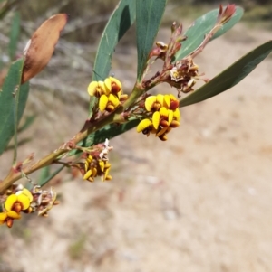 Daviesia mimosoides subsp. mimosoides at Tinderry, NSW - 23 Oct 2023 10:41 AM