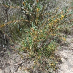 Daviesia mimosoides subsp. mimosoides at Tinderry, NSW - 23 Oct 2023 10:41 AM