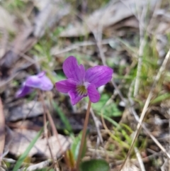 Viola betonicifolia (Mountain Violet) at Mt Holland - 22 Oct 2023 by danswell