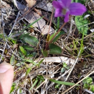 Viola betonicifolia at Tinderry, NSW - 23 Oct 2023