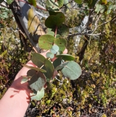 Eucalyptus urnigera (Urn Gum) at Wellington Park, TAS - 17 Oct 2023 by Detritivore