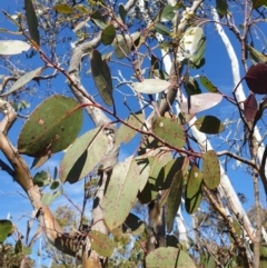 Eucalyptus urnigera at Wellington Park, TAS - 17 Oct 2023 03:48 PM