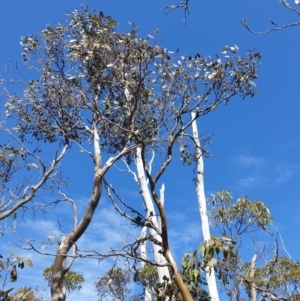 Eucalyptus urnigera at Wellington Park, TAS - 17 Oct 2023