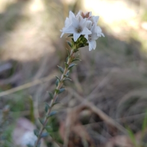 Epacris breviflora at Tinderry, NSW - 23 Oct 2023
