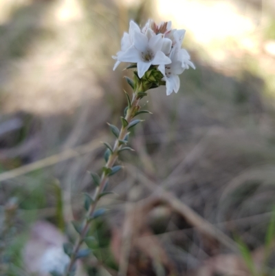 Epacris breviflora (Drumstick Heath) at Tinderry, NSW - 23 Oct 2023 by danswell