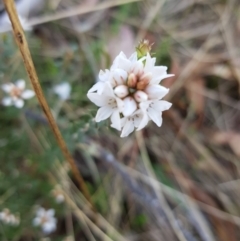 Epacris breviflora at Tinderry, NSW - 23 Oct 2023