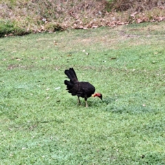 Alectura lathami at Ourimbah, NSW - 19 Oct 2023 11:46 AM