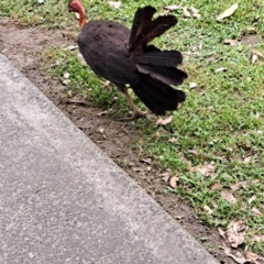 Alectura lathami at Ourimbah, NSW - 19 Oct 2023 11:46 AM