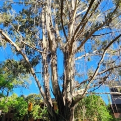 Eucalyptus smithii at Acton, ACT - 23 Oct 2023 04:44 PM