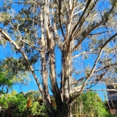Eucalyptus smithii at Acton, ACT - 23 Oct 2023