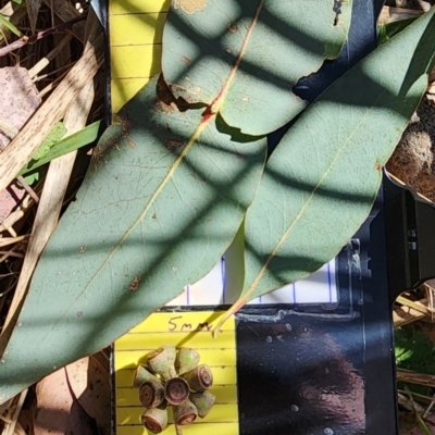 Eucalyptus dives (Broad-leaved Peppermint) at Black Mountain - 23 Oct 2023 by Steve818