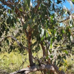 Eucalyptus dives at Canberra Central, ACT - 23 Oct 2023