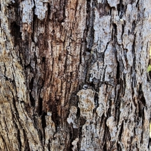 Eucalyptus dives at Canberra Central, ACT - 23 Oct 2023 04:10 PM