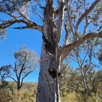 Eucalyptus rossii (Inland Scribbly Gum) at Black Mountain - 23 Oct 2023 by Steve818