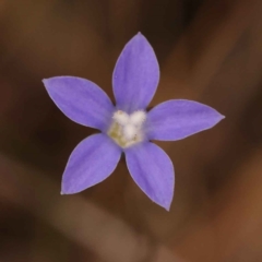 Wahlenbergia sp. (Bluebell) at Caladenia Forest, O'Connor - 21 Oct 2023 by ConBoekel