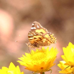 Vanessa kershawi (Australian Painted Lady) at Canberra Central, ACT - 21 Oct 2023 by ConBoekel