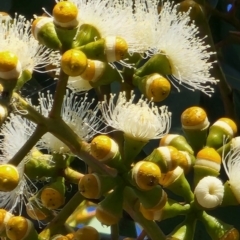 Corymbia sp. at Canberra Central, ACT - 23 Nov 2023 09:43 AM