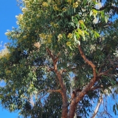 Corymbia sp. at Canberra Central, ACT - 23 Nov 2023 09:43 AM