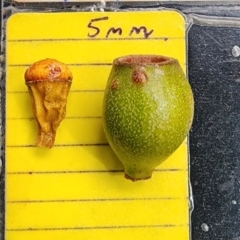 Corymbia sp. at Canberra Central, ACT - 23 Nov 2023