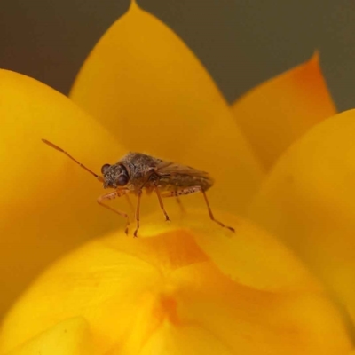 Nysius vinitor (Rutherglen bug) at Canberra Central, ACT - 21 Oct 2023 by ConBoekel