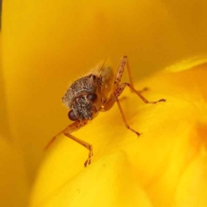 Nysius vinitor at Canberra Central, ACT - 21 Oct 2023 12:13 PM