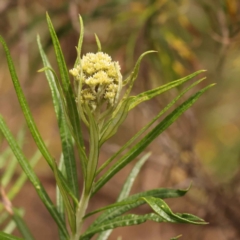 Cassinia longifolia (Shiny Cassinia, Cauliflower Bush) at Canberra Central, ACT - 21 Oct 2023 by ConBoekel