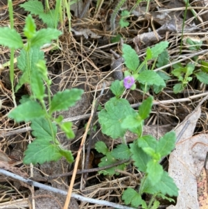 Veronica calycina at Hall, ACT - 23 Oct 2023 05:11 PM