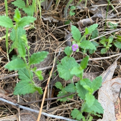 Veronica calycina (Hairy Speedwell) at Hall, ACT - 23 Oct 2023 by Rosie