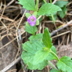 Veronica calycina at Hall, ACT - 23 Oct 2023 05:11 PM