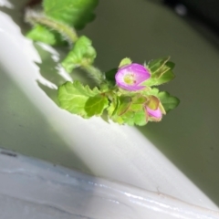 Veronica calycina at Hall, ACT - 23 Oct 2023 05:11 PM