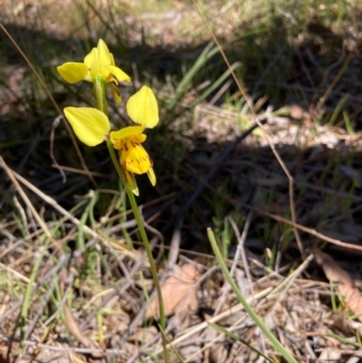 Diuris sulphurea (Tiger Orchid) at Hall, ACT - 23 Oct 2023 by Rosie
