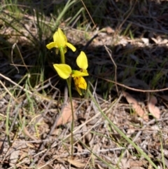 Diuris sulphurea at Hall, ACT - 23 Oct 2023