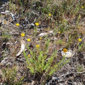 Leptorhynchos squamatus subsp. squamatus at O'Malley, ACT - 23 Oct 2023