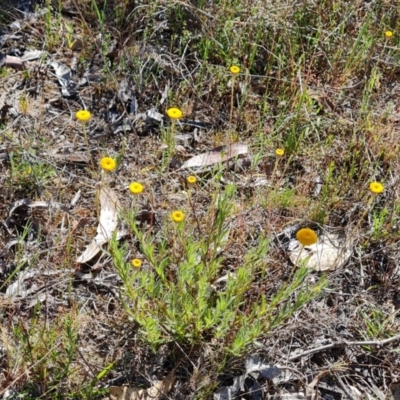 Leptorhynchos squamatus subsp. squamatus (Scaly Buttons) at O'Malley, ACT - 23 Oct 2023 by Mike