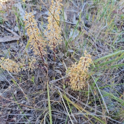 Lomandra multiflora (Many-flowered Matrush) at O'Malley, ACT - 23 Oct 2023 by Mike