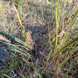 Lomandra multiflora at O'Malley, ACT - 23 Oct 2023