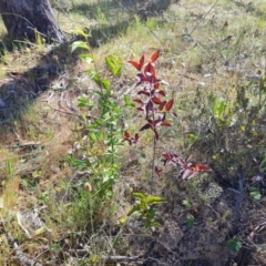 Prunus sp. (A Plum) at O'Malley, ACT - 23 Oct 2023 by Mike