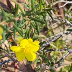 Hibbertia calycina (Lesser Guinea-flower) at Mount Mugga Mugga - 23 Oct 2023 by Mike