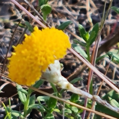 Leptorhynchos squamatus subsp. squamatus (Scaly Buttons) at Mount Mugga Mugga - 23 Oct 2023 by Mike